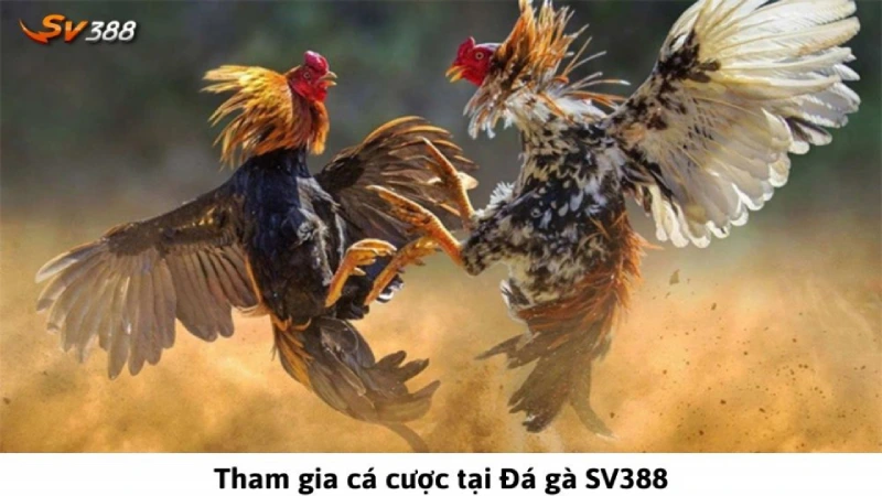 Cá cược đá gà tại SV388