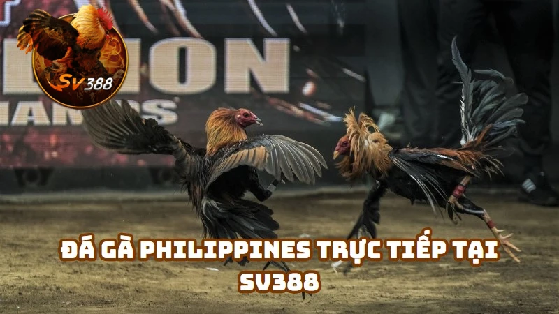 Trực tiếp đá gà Philippines